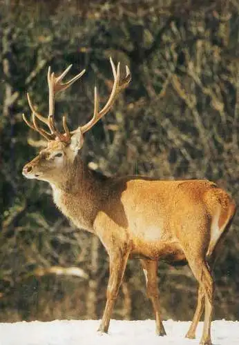 Grand Cerf