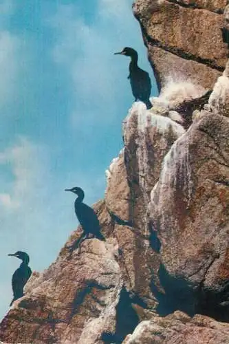 France Bretagne Reserve d'Oiseaux du Cap Sizun Cormorans