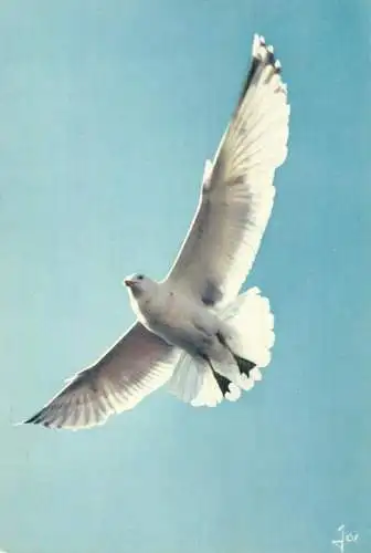 Oiseaux de Bretagne Goleand argente en vol