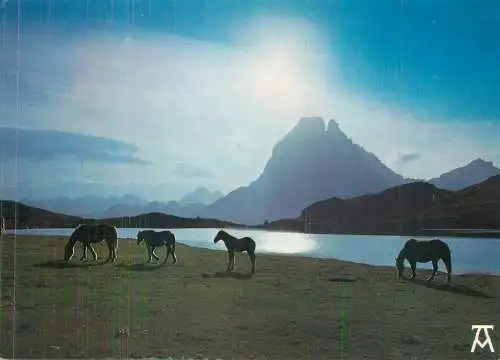 Les Pyrenees Chevaux en montagne