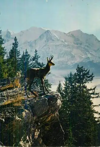 Mountain fauna chamois