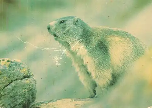 La Marmotte
