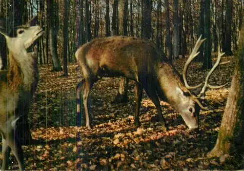 Cerf et biche dans le foret