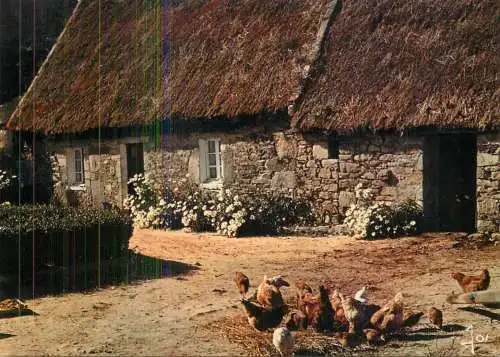 France Vieille maison du terroir dans le Leon oiseaux de ferme poules et coq