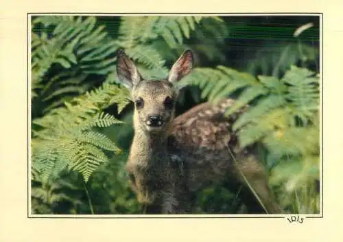 Fawn in forest detail view