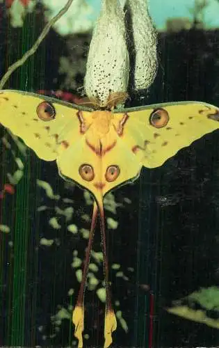 Butterfly on fruit detail aspect
