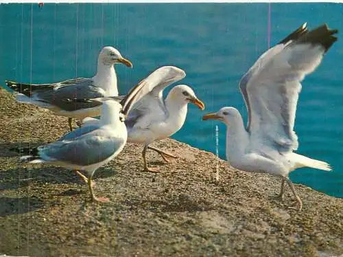 Herring gulls sea type birds