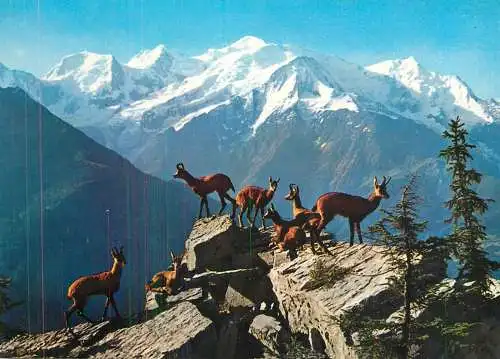 Animaux de montagne - isards