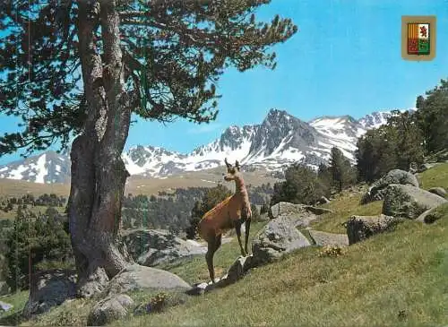 Les Pyrenees animaux de montagne - l'isard