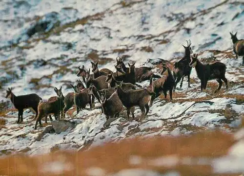 Mountain wildlife chamois