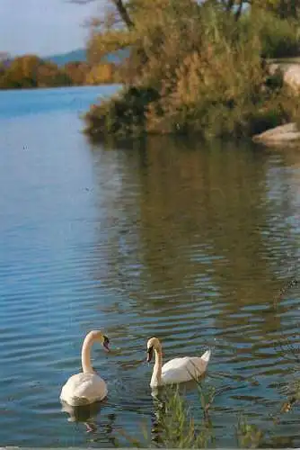 France Geroux-les-Bains (Alpes de Haute Savoie) les cygnes sur le Verdon