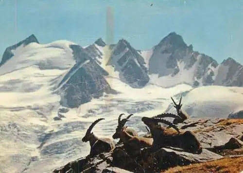 Bouquetins au repos paysage de montagne d'hiver