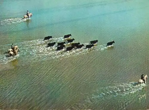 France Camargue Gardians et manarde de taureaux traversant un etang vue aerienne
