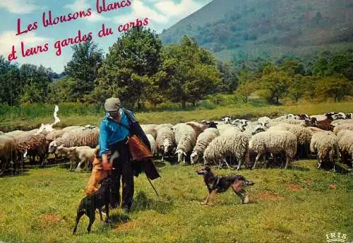 Berger avec troupeau de mouttons et chiens