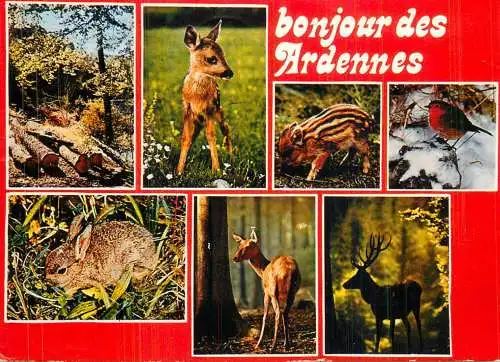 Belgium Ardennes forest fauna multi view