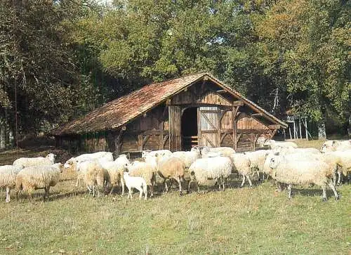 France Landes de Gascogne Parc Naturel Regional troupeau de mouttons