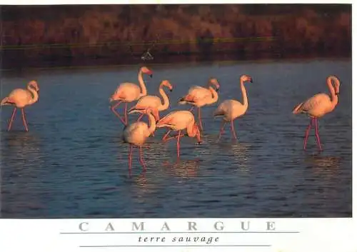 France Camargue flamants roses