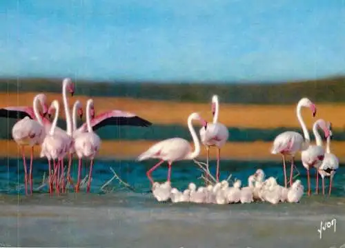 France Camargue Bouches du Rhone Les flamants roses