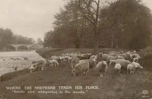 United Kingdom England sheep flock