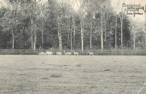 Netherlands Oranjewoud Tiergarten deer
