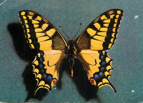Papilio Mahaon butterfly