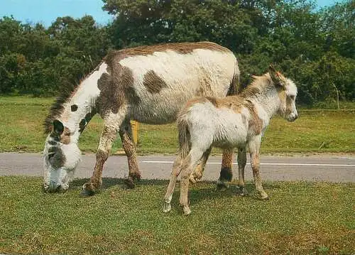 New Forest donkeys