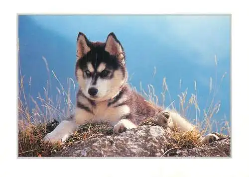 Husky dog breed photo