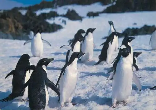 Penguins image