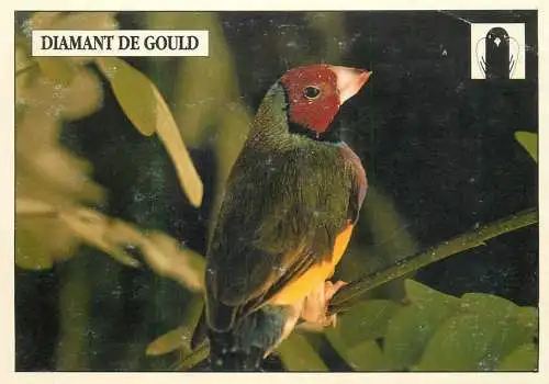 Diamant de Gould bird