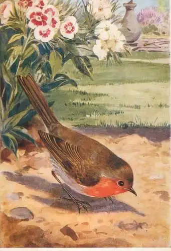 Robin redbreast bird illustration after painting by Eva Soper