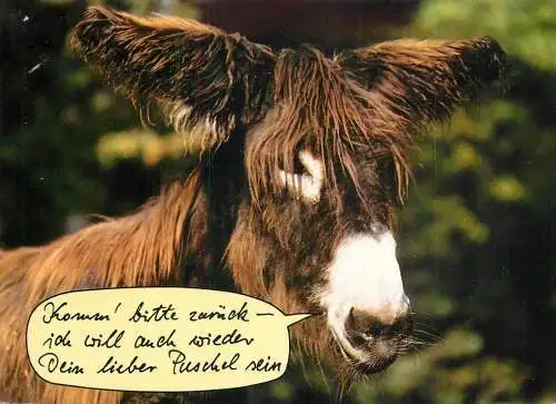 Animal humour donkey photo