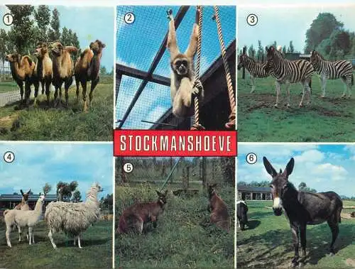 Animals types and scenes multi view