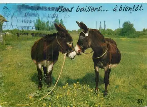 Funny animals donkeys Bons baisers...a bientot