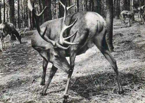 Belgium Ardennes stag in forest