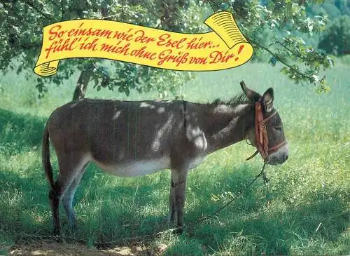 Donkey image