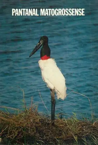 Stork bird image