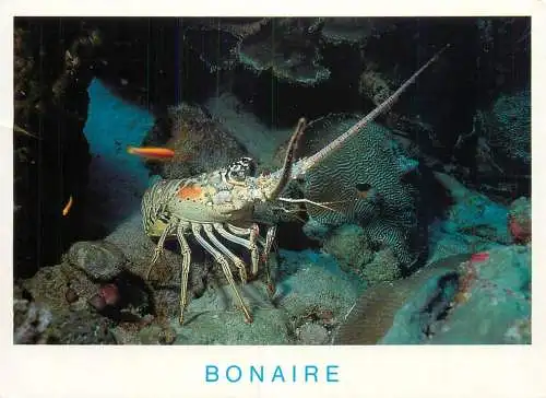 Bonaire under water spiny lobster