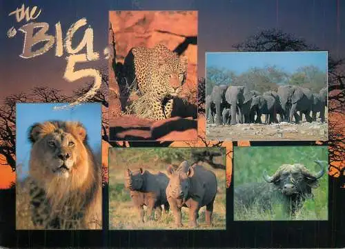 African wildlife - the big 5