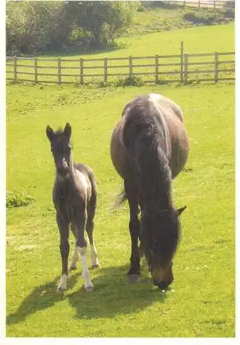Ruby & Revelation Mare with Foal horses