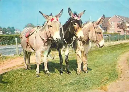 Donkeys image