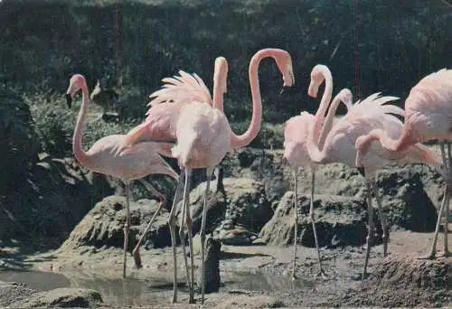 Cuban Flamingo photo