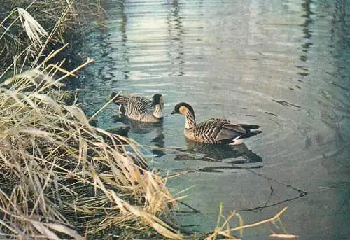 Ne-Ne/Hawaiian Geese (Branta Sandvicensis) ducks