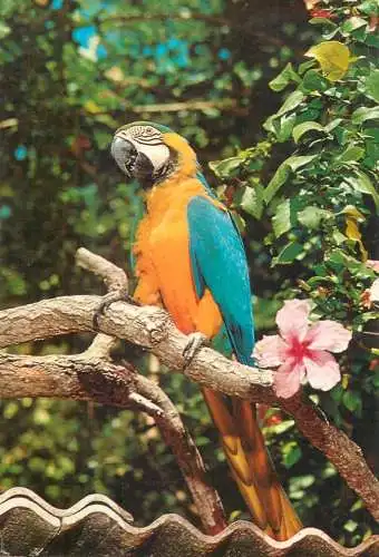 Spain Tenerife Guacamayo parrot