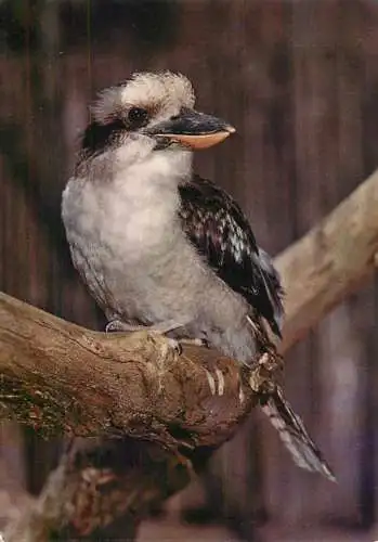 Kookaburra Giant Kingfisher bird