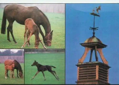 Newmarket horses multi view