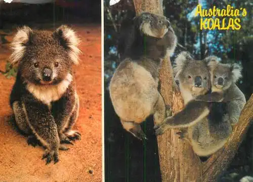 Koala bear multi view