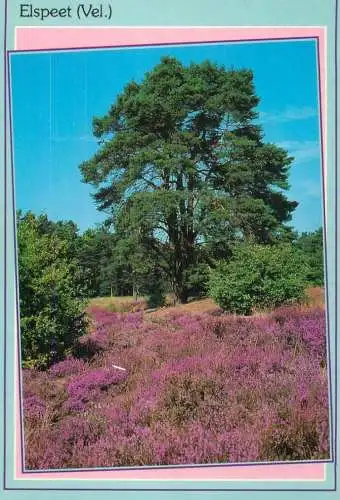Netherlands Elspeet flowery field