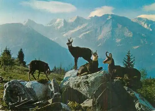 Animaux des Alpes - une harde de Chamois