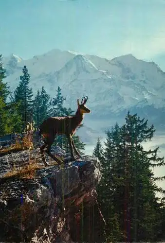 Paysage de France Chamois dans les Alpes