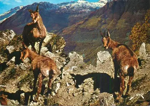 Mountain fauna family of chamois